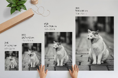 Poster Bedårande katt på en kullerstensgata med svartvit estetik
