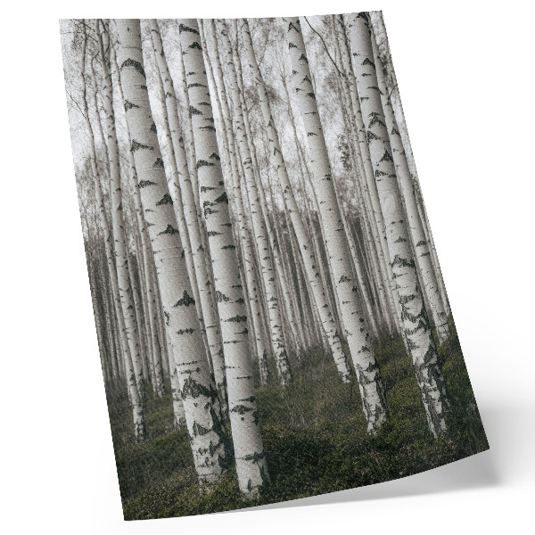 Poster Björkskog i svartvita toner