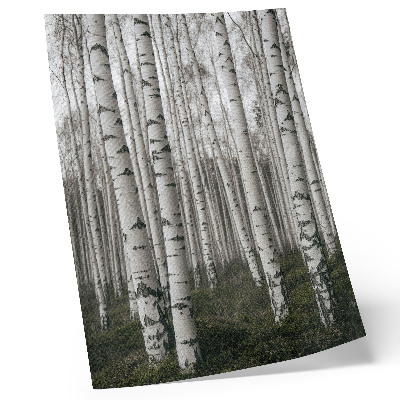Poster Björkskog i svartvita toner