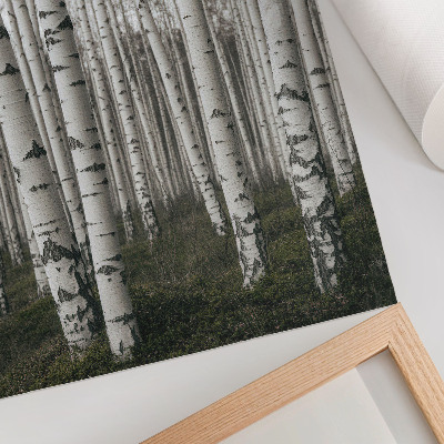 Poster Björkskog i svartvita toner