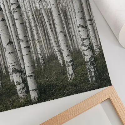Poster björkskog i svartvitt