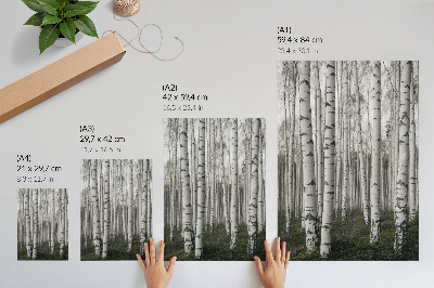 Poster Björkskog i svartvita toner