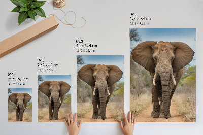 Dekorativ väggaffisch Elefant på en stig i ett afrikanskt landskap