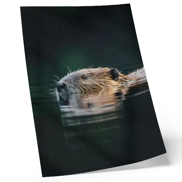 Väggaffisch med motiv av bäver fridfull natur i vildmark