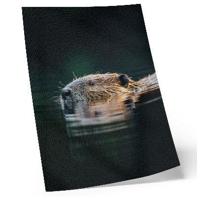 Dekorativ väggaffisch Bäver i vattnet, fridfull natur, vildmark