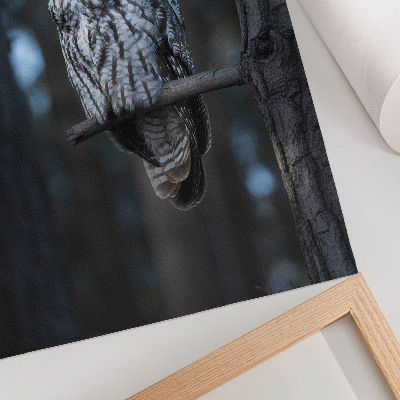 Poster Mörk skogsuggla i rampljuset