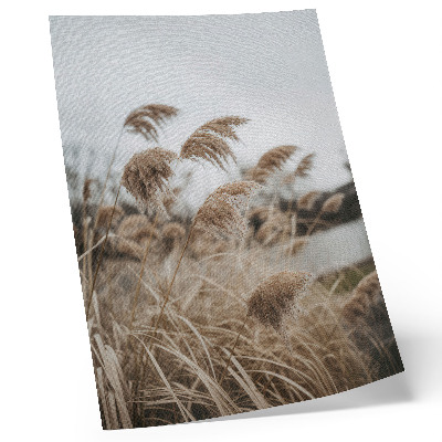 Poster Fina grässtrån brun grå atmosfär av naturen