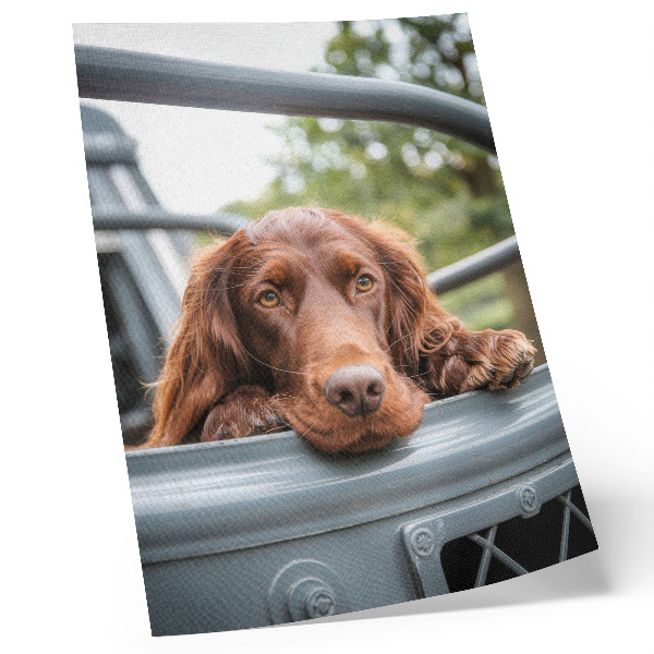 Hållbar väggposter Brun hund vid fordonet gröna träd