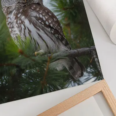 Väggaffisch Uggla med motiv av uggla på en tallgren i naturlig fridfull harmoni