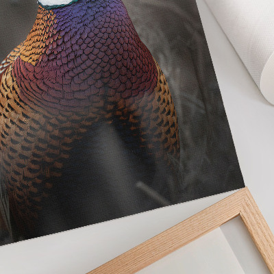 Poster Färgglada fasanfjädrar intensiva färger fred