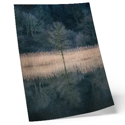 Affisch enda träd med reflektion i en dimmig sjö