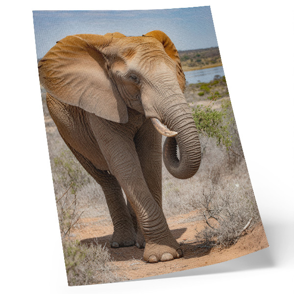 Hållbar väggposter Elefant på savannen, majestätisk afrikansk natur
