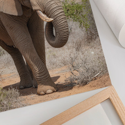 Hållbar väggposter Elefant på savannen, majestätisk afrikansk natur