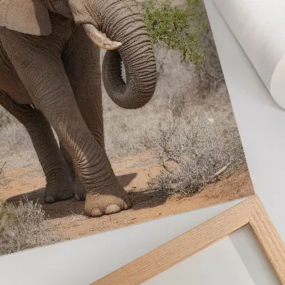Väggposter elefant på savannen som visar majestätisk afrikansk natur