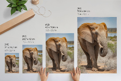 Hållbar väggposter Elefant på savannen, majestätisk afrikansk natur