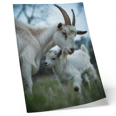 Poster Getter mot bakgrund av naturen, full av fred och harmoni