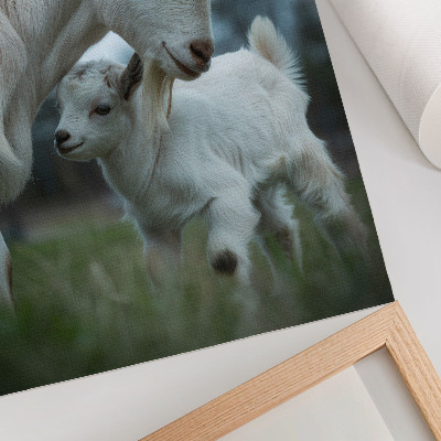 Poster Getter mot bakgrund av naturen, full av fred och harmoni
