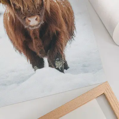 Affisch boskap i snön som visar kontrasten mellan djur och natur