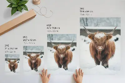 Affisch boskap i snön som visar kontrasten mellan djur och natur