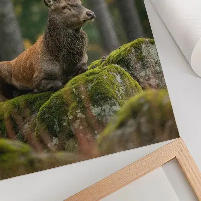 Poster med motiv av en majestätisk hjort i skogsmiljö