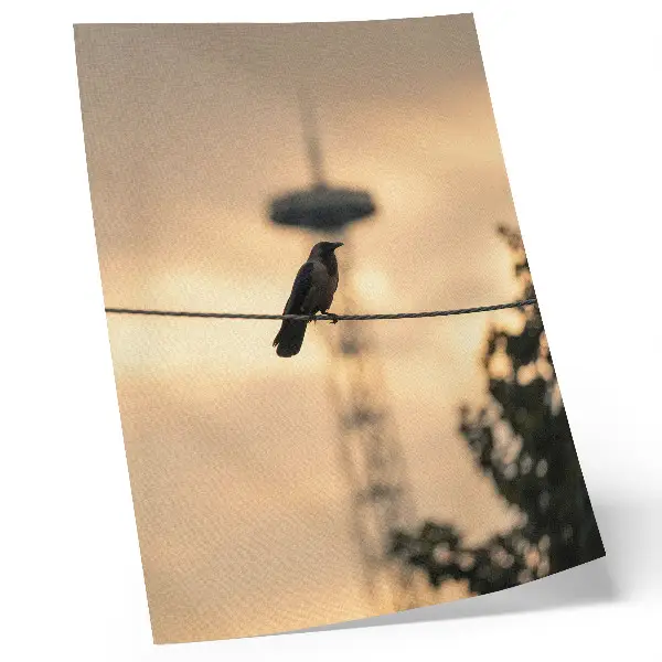 Hållbar väggposter fågel på en tråd med kvällshimmel mot delikat bakgrund