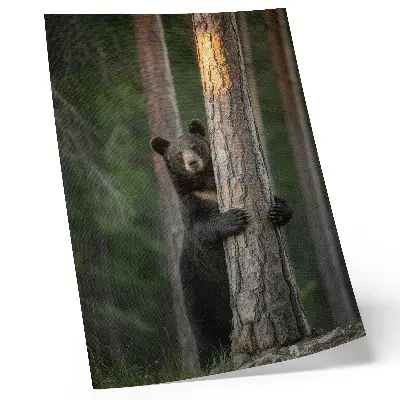 Hållbar väggposter med realistiskt motiv av en björn i skogen