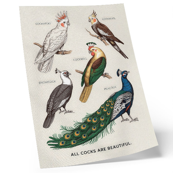 Affisch Eleganta fåglar, fjädrar, olika färger