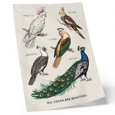 Affisch Eleganta fåglar, fjädrar, olika färger