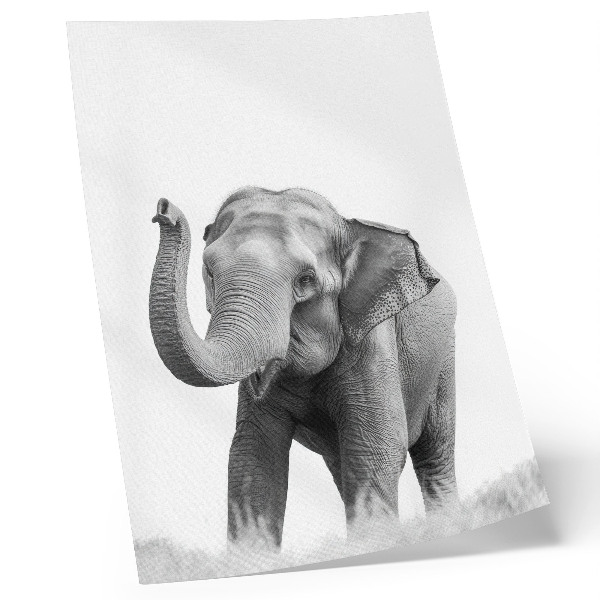 Affisch Monokrom elefant med upphöjd snabel