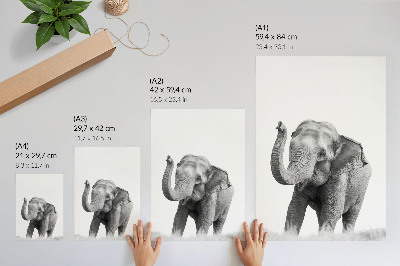 Affisch Monokrom elefant med upphöjd snabel