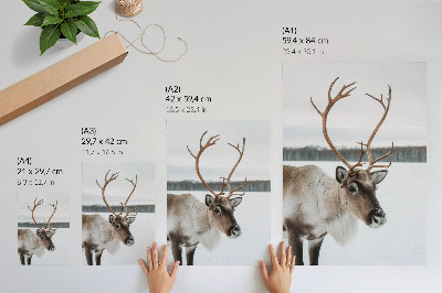 Poster Renar i ett vinterlandskap med beige päls