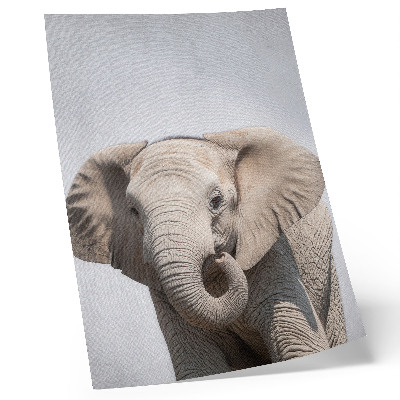 Affisch En ung elefant mot en ljus bakgrund