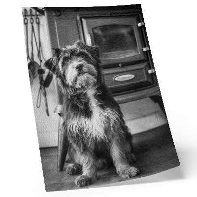 Affisch En lugn svartvit hund vid en gammal spis