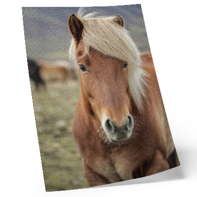Poster Ljus man, brun päls, isländsk häst