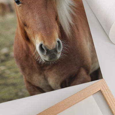 Poster Ljus man, brun päls, isländsk häst