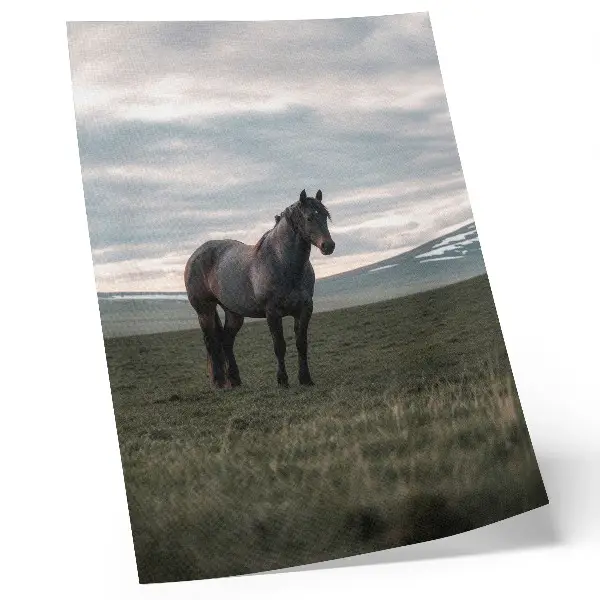 Hållbar väggposter häst på äng med molnig morgon och harmonisk natur