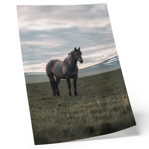 Hållbar väggposter Häst på ängen, moln, morgon, naturens harmoni