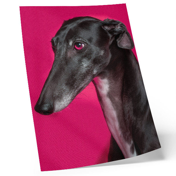 Dekorativ väggaffisch En svartvit hund mot en intensivt rosa bakgrund