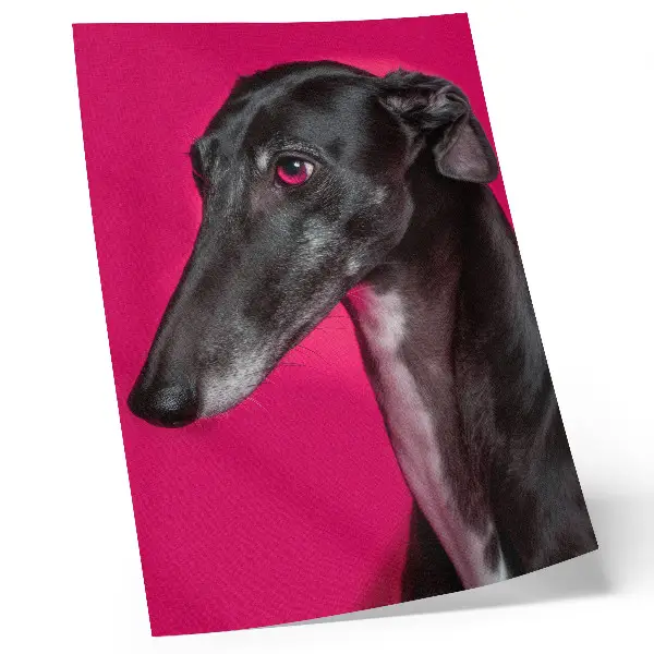 Väggaffisch svartvit hund mot en intensivt rosa bakgrund