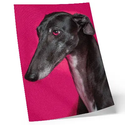 Väggaffisch svartvit hund mot en intensivt rosa bakgrund