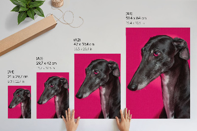 Dekorativ väggaffisch En svartvit hund mot en intensivt rosa bakgrund