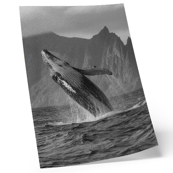 Hållbar väggposter Ett foto av en hoppande val med berg i bakgrunden.