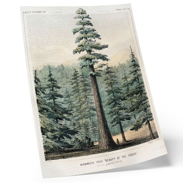 Hållbar väggposter Wellingtonia, ett mammutträd som tornar upp sig över den omgivande skogen, med en man vid sin bas