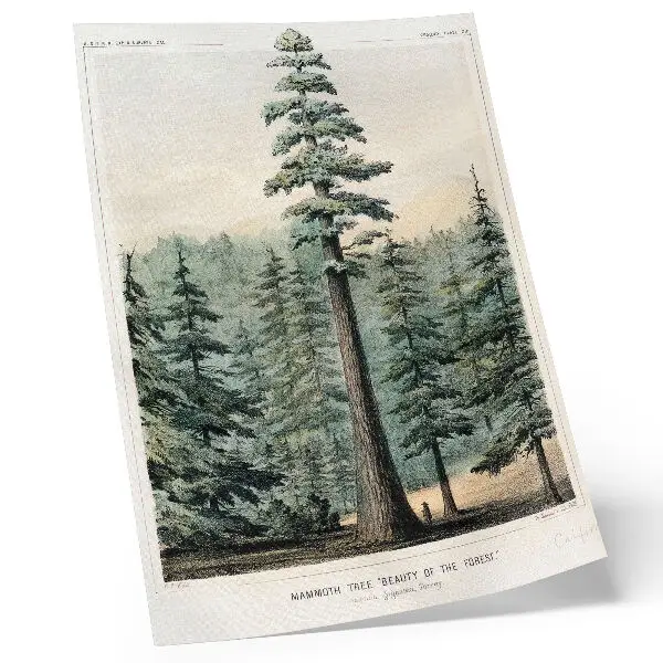 Hållbar väggposter Wellingtonia, ett mammutträd som tornar upp sig över skogen med en man vid sin bas