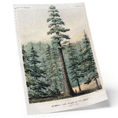 Hållbar väggposter Wellingtonia, ett mammutträd som tornar upp sig över den omgivande skogen, med en man vid sin bas