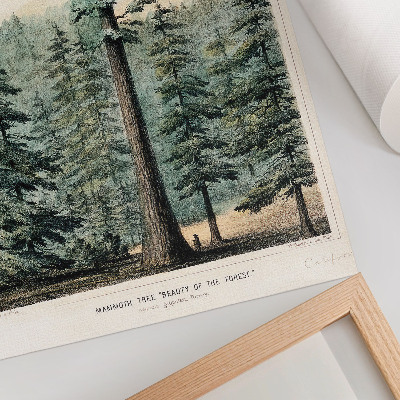 Hållbar väggposter Wellingtonia, ett mammutträd som tornar upp sig över den omgivande skogen, med en man vid sin bas