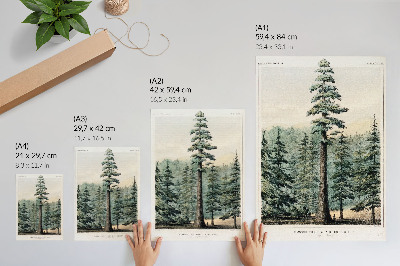 Hållbar väggposter Wellingtonia, ett mammutträd som tornar upp sig över den omgivande skogen, med en man vid sin bas