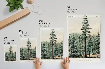 Hållbar väggposter Wellingtonia, ett mammutträd som tornar upp sig över skogen med en man vid sin bas