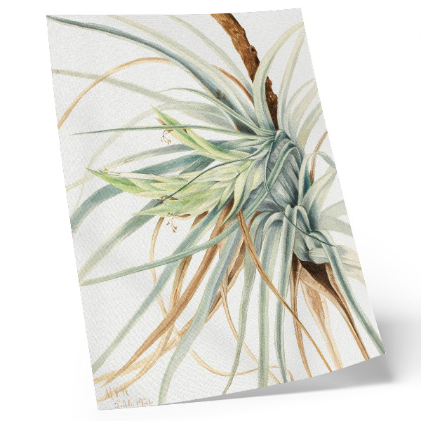 Poster Vildananas (Tillandsia fasciculata) (1921) av Mary Vaux Walcott