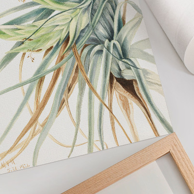Poster Vildananas (Tillandsia fasciculata) (1921) av Mary Vaux Walcott